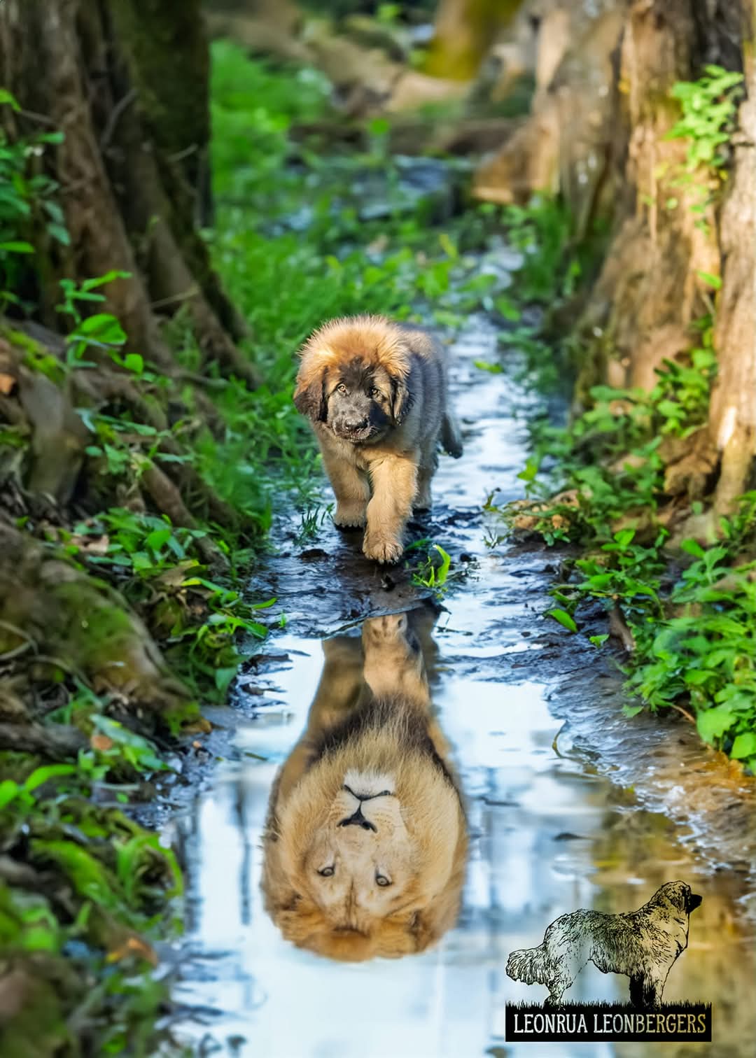 10 week old leonberger puppy looking into water and seeing a lion reflection