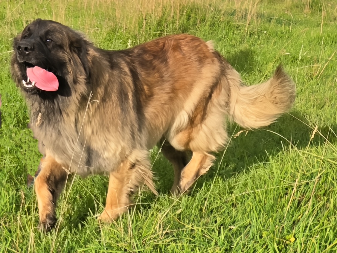 Mera, Leonrua Leonberger