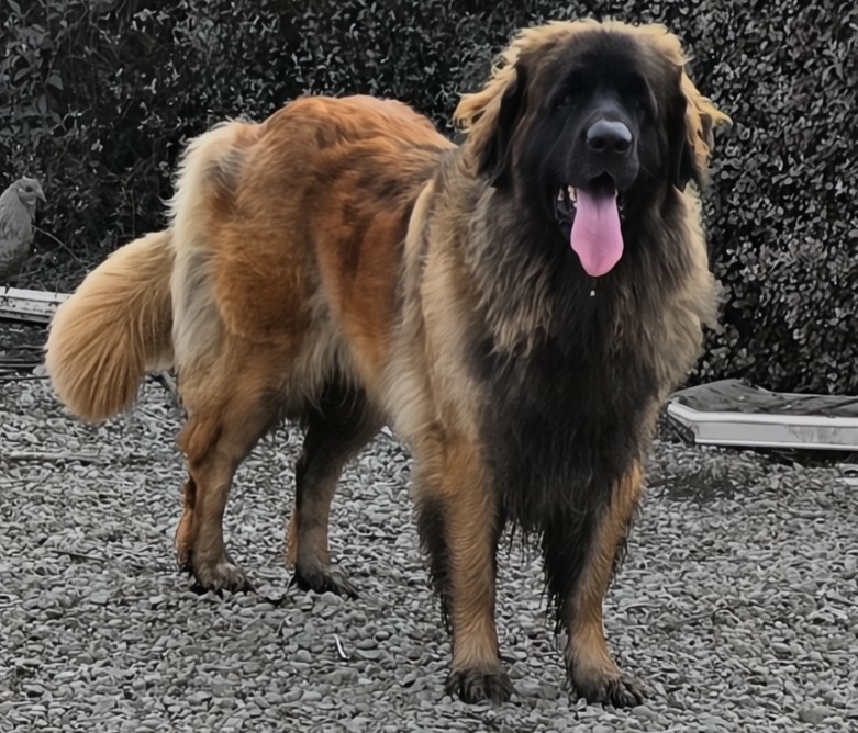 Zuri, Leonrua Leonberger