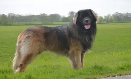 Boaz, Leonberger stud dog