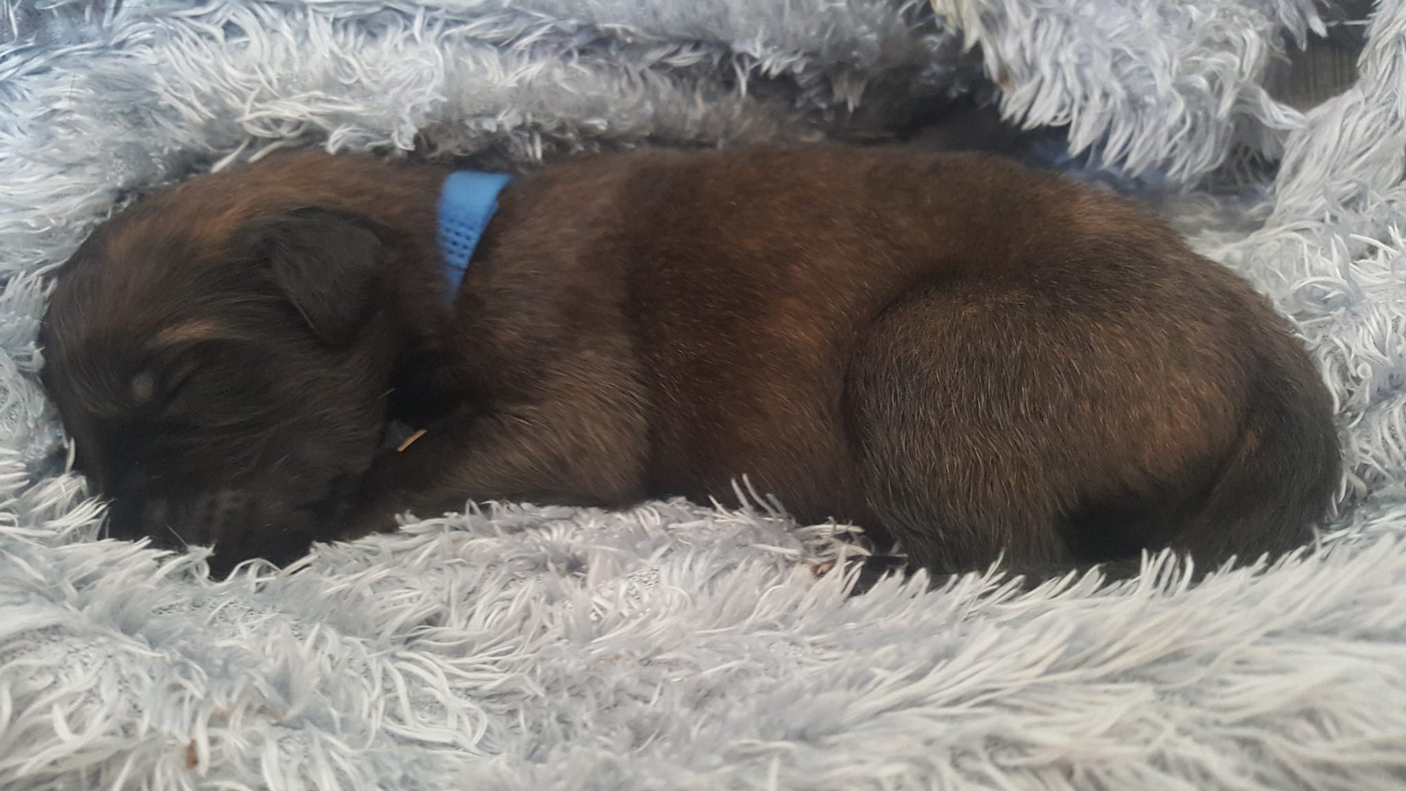 2 day old cute leonberger puppy asleep