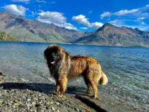 Wet leonberger coming out of lake with mountains in background
