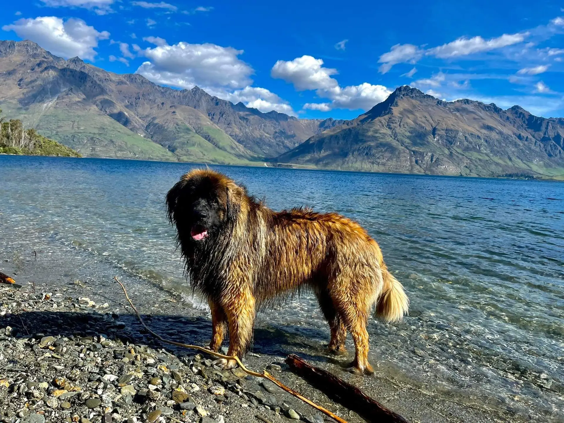 Wet leonberger coming out of lake with mountains in background