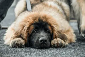 Leonberger puppy on the ground