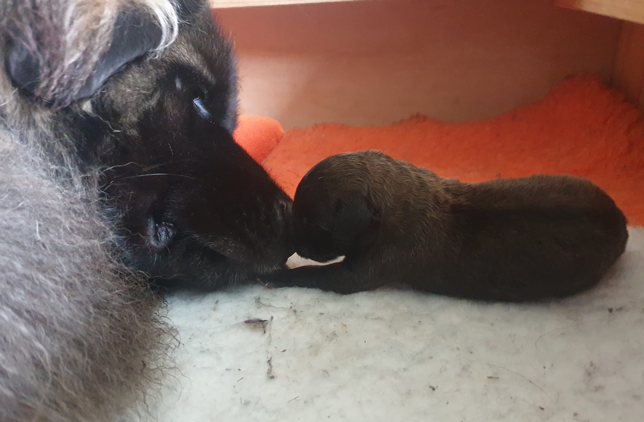 Adult female leonberger asleep nose to nose with newborn puppy