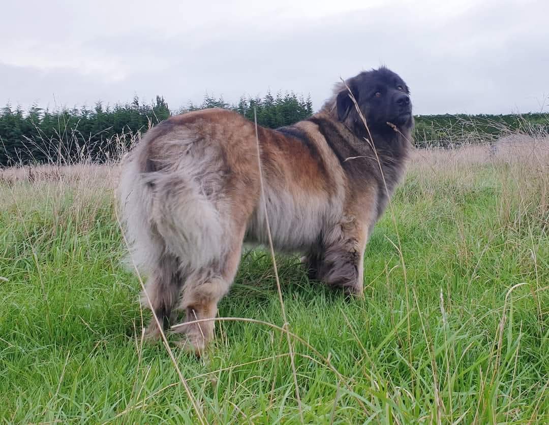 Rogue, Leonrua Leonberger
