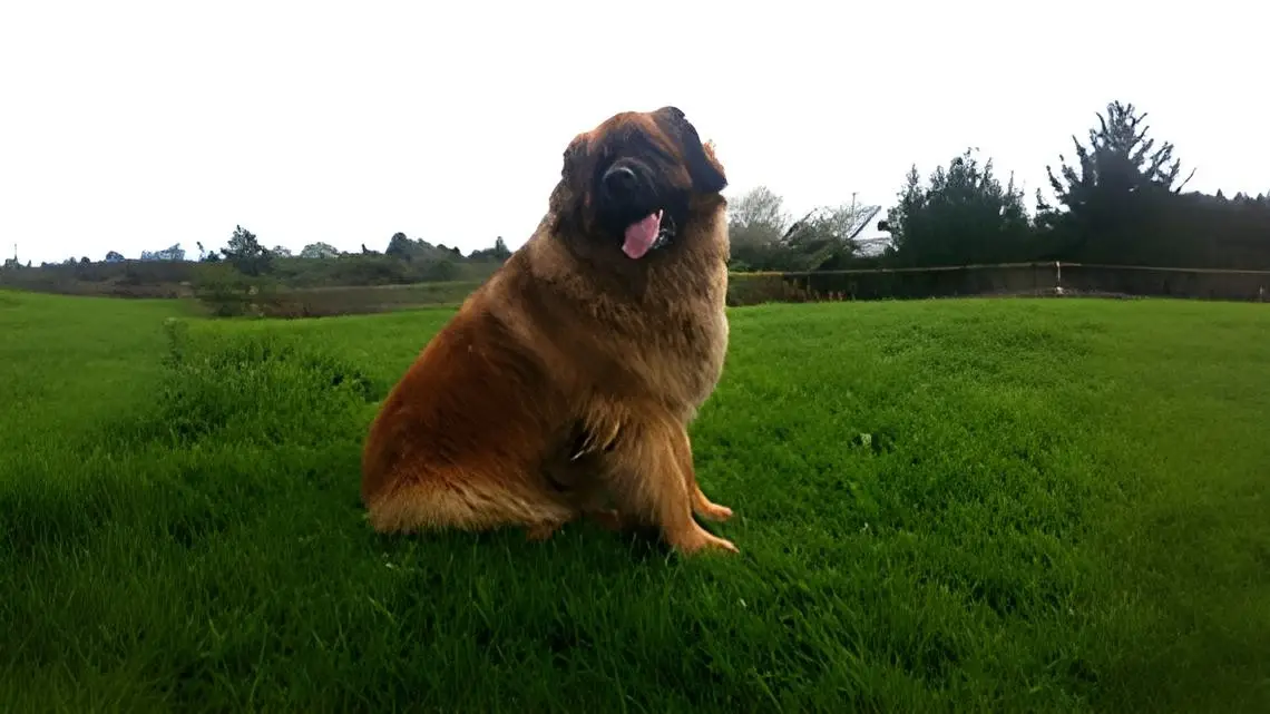 Leonrua Leonberger
