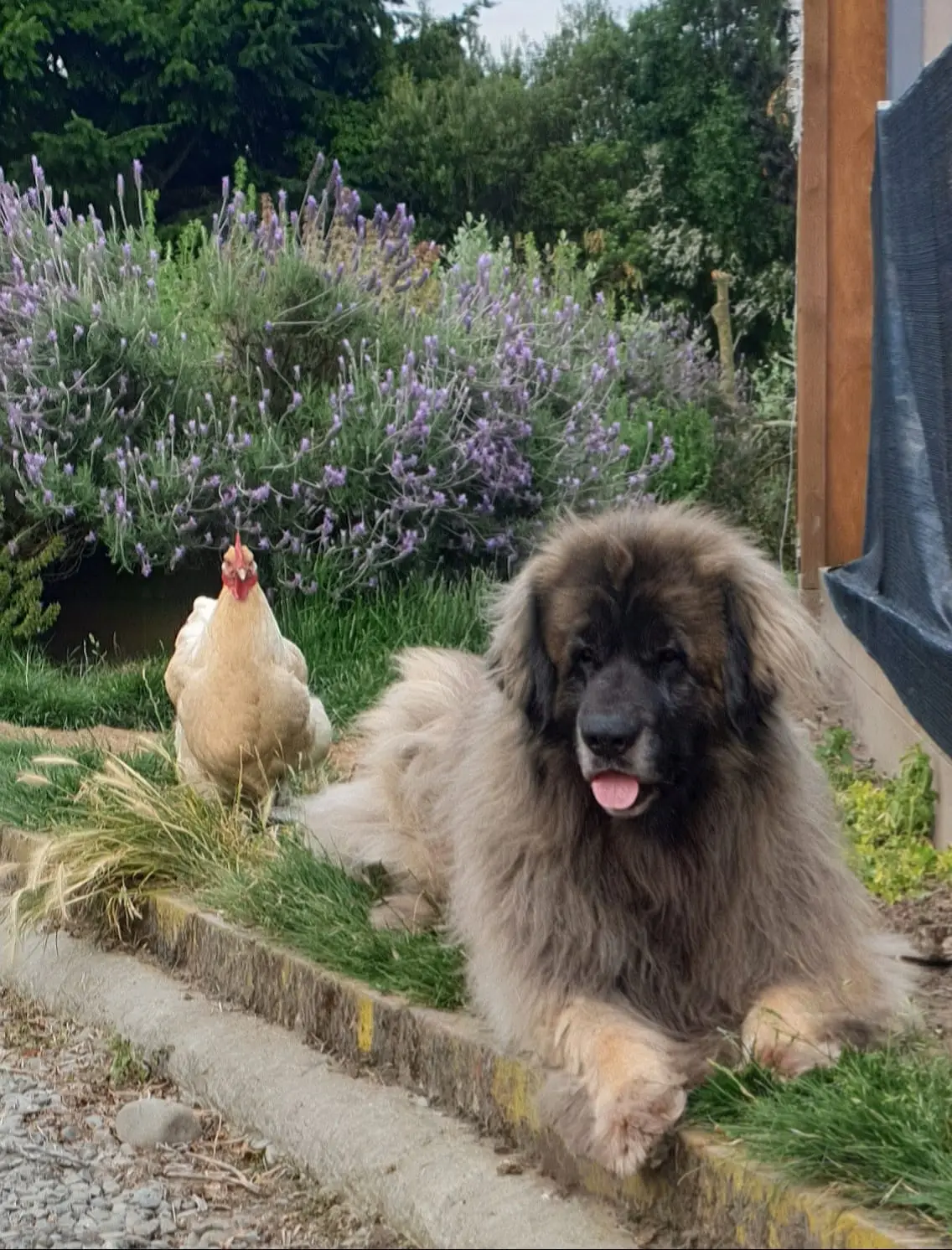 Leonrua Leonberger