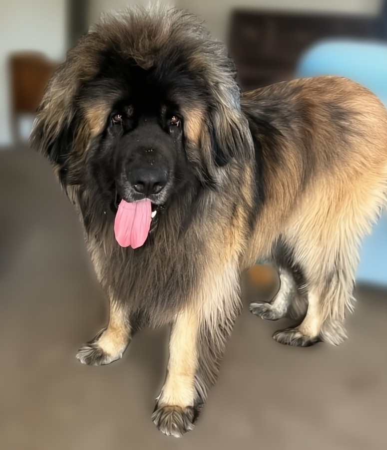 Mozart, Leonberger stud dog