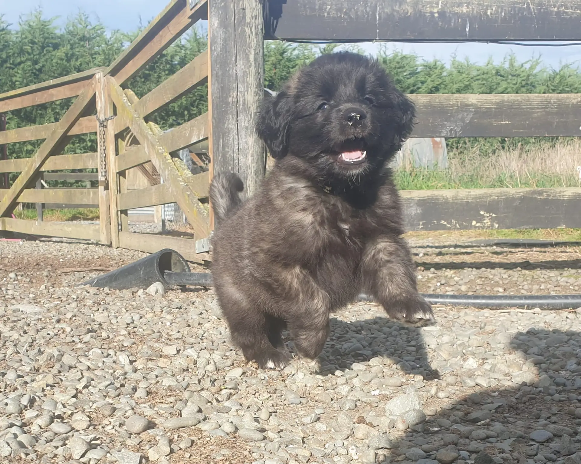 Leonrua Leonberger puppy
