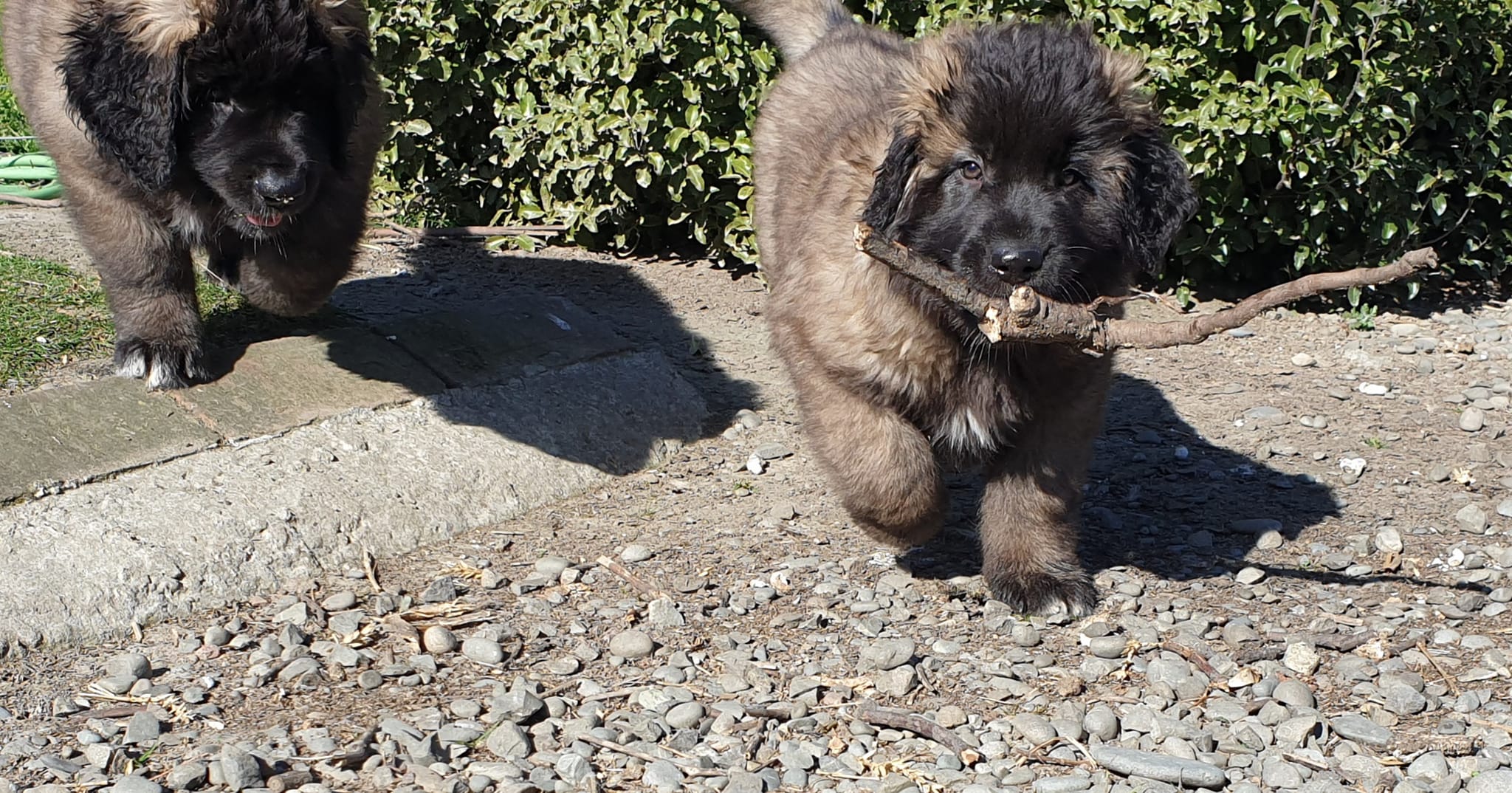 2 cute leonberger puppies carrying a stick