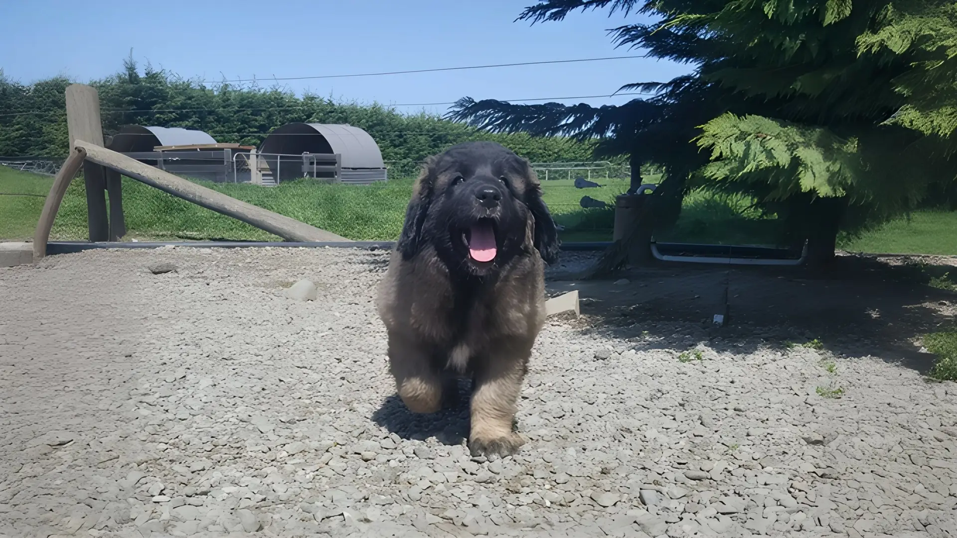 Cute leonberger puppy running towards the camera