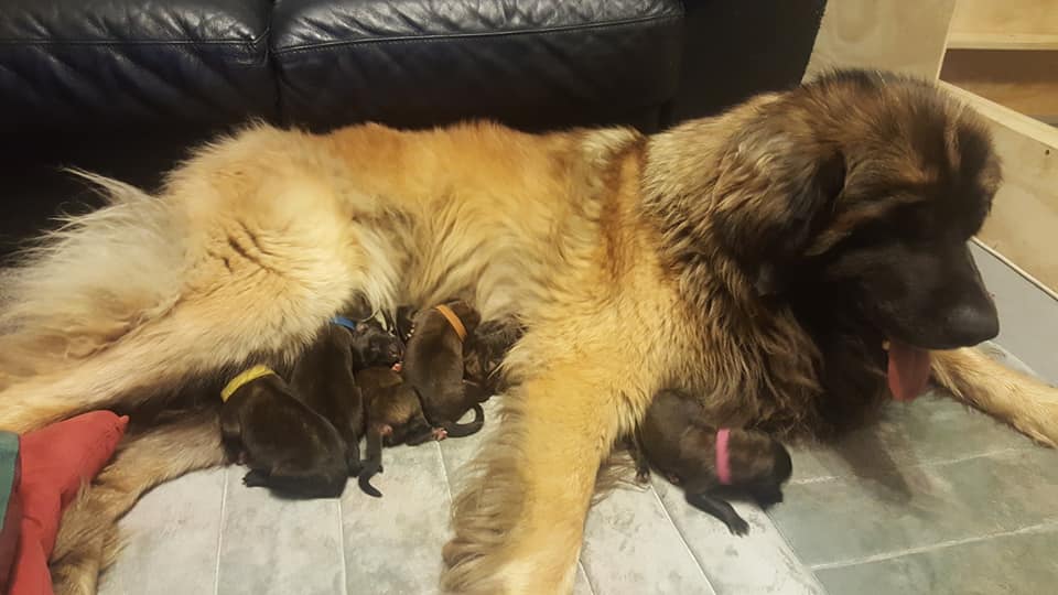 Female leonberger on ground with new born puppies