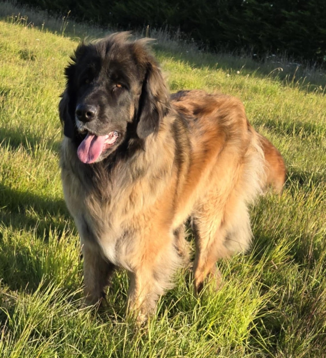 Kaea, Leonrua Leonberger