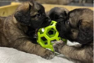 Leonberger puppies playing with ball