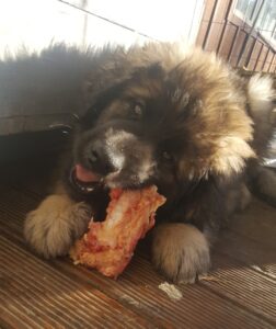 Leonberger puppy eating bone
