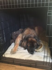 Leonberger sleeping in crate