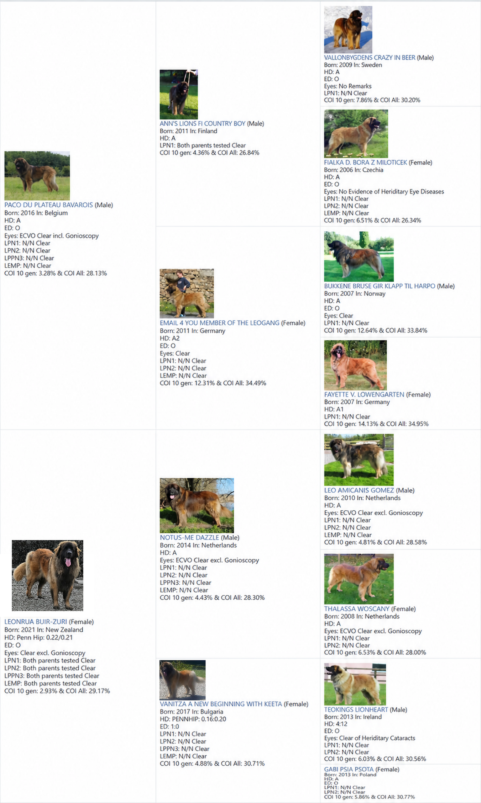 Three generation pedigree for Leonrua Fat Freddy's Drop, Ambar