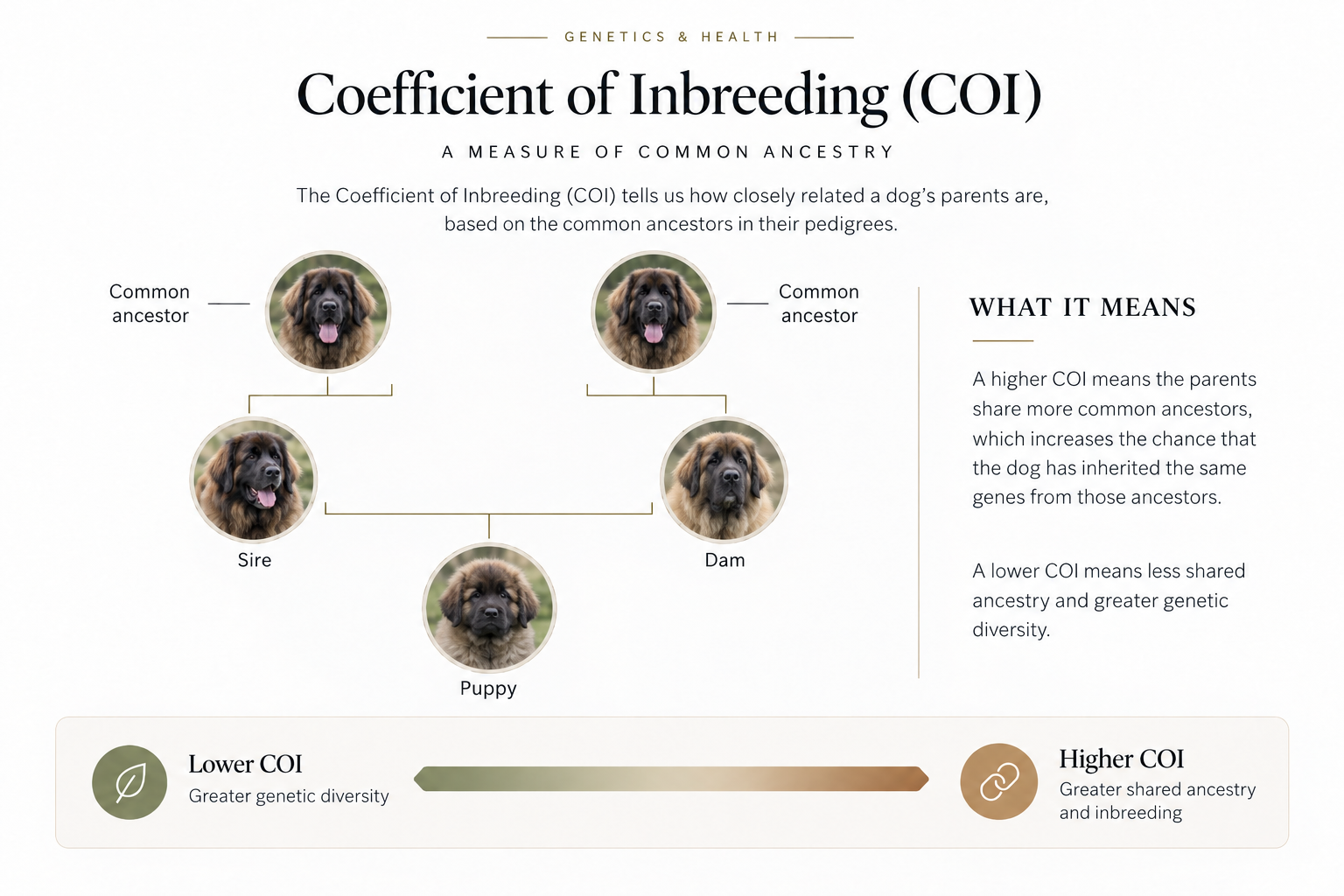 Coefficient of Inbreeding diagram showing shared ancestors between a sire and dam