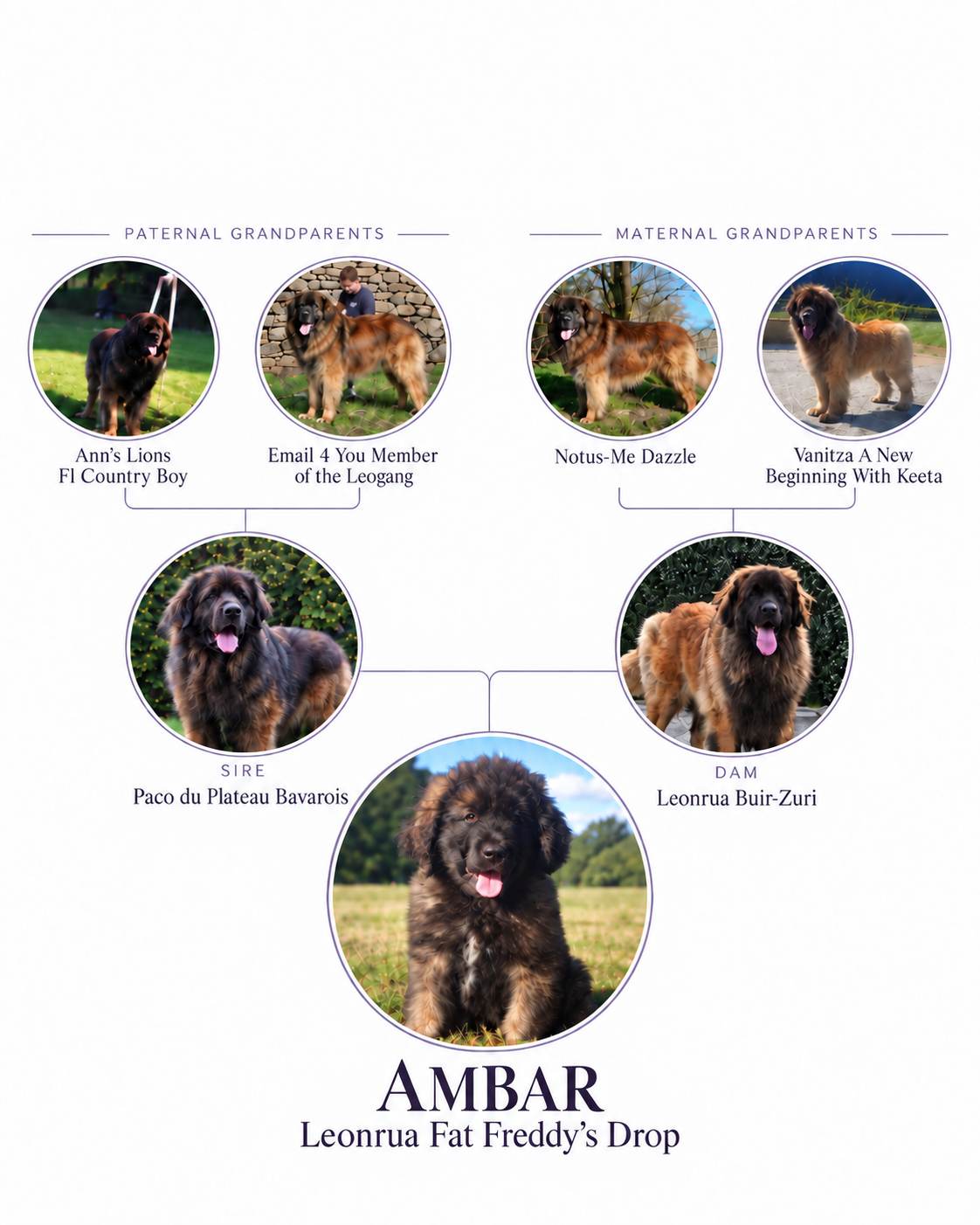 Pedigree diagram showing Ambar, her parents Paco and Zuri, and four grandparents