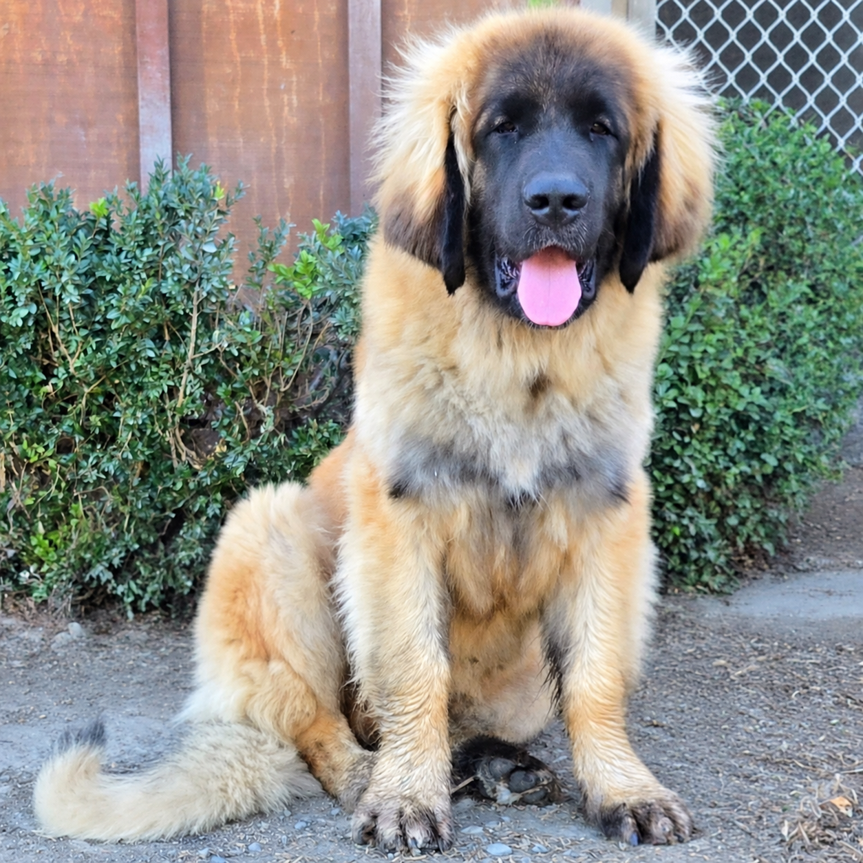 Odhran, Leonrua Leonberger