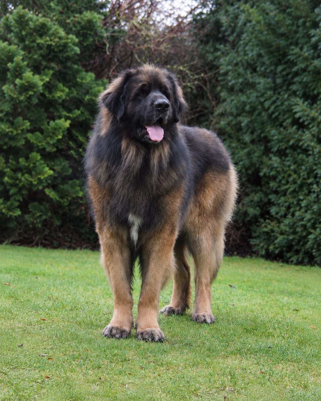 Adult Leonberger standing on grass showing structure, balance and breed type