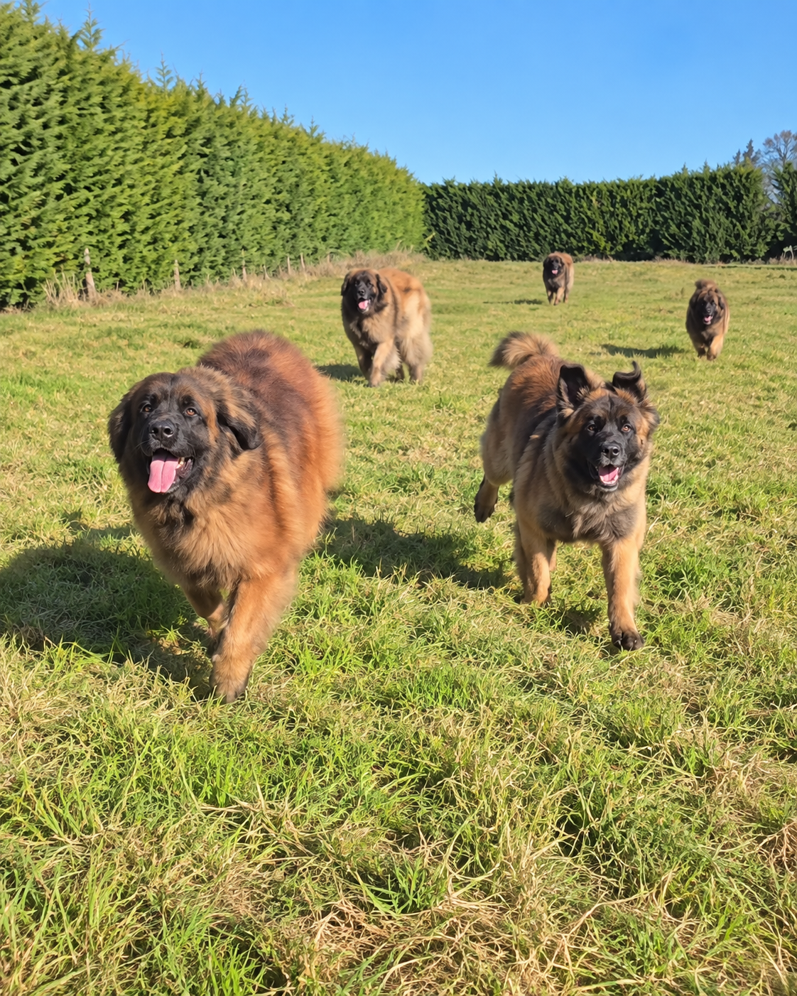 Group of Leonbergers running together across a grass paddock at Leonrua