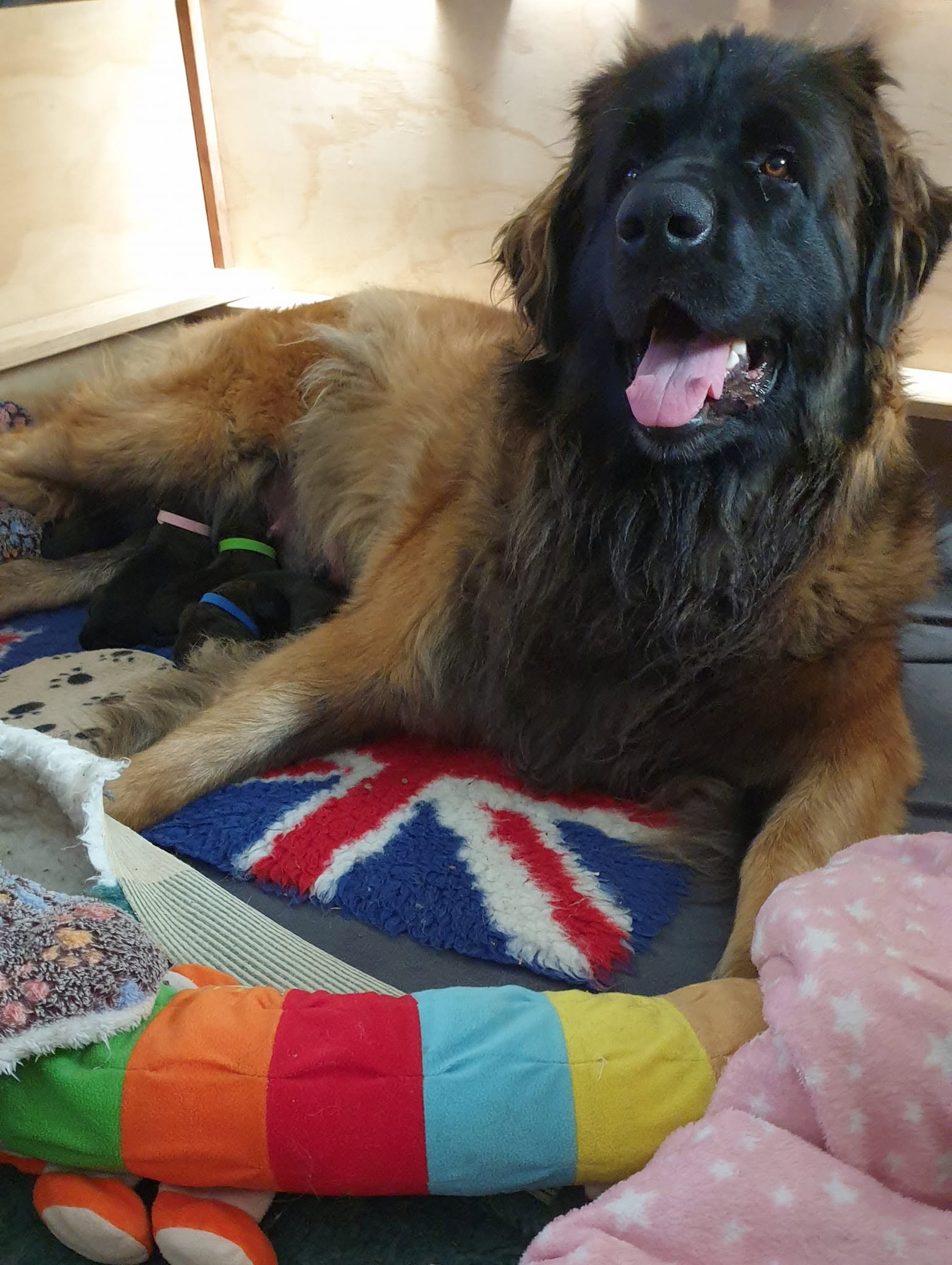 Leonberger mother resting beside her newborn puppies in the whelping area